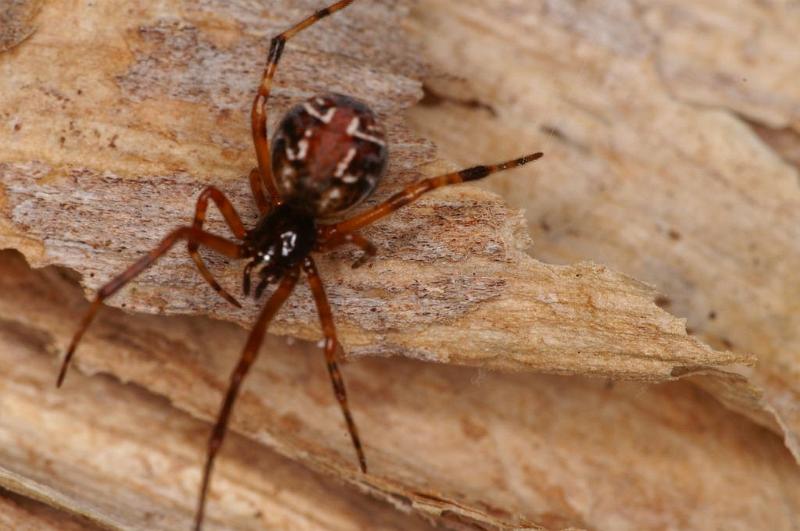 Parasteatoda_decorata_D7938_Z_84_North Stradbroke island_Australie.jpg